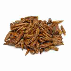 Balm of Gilead [1 oz.]