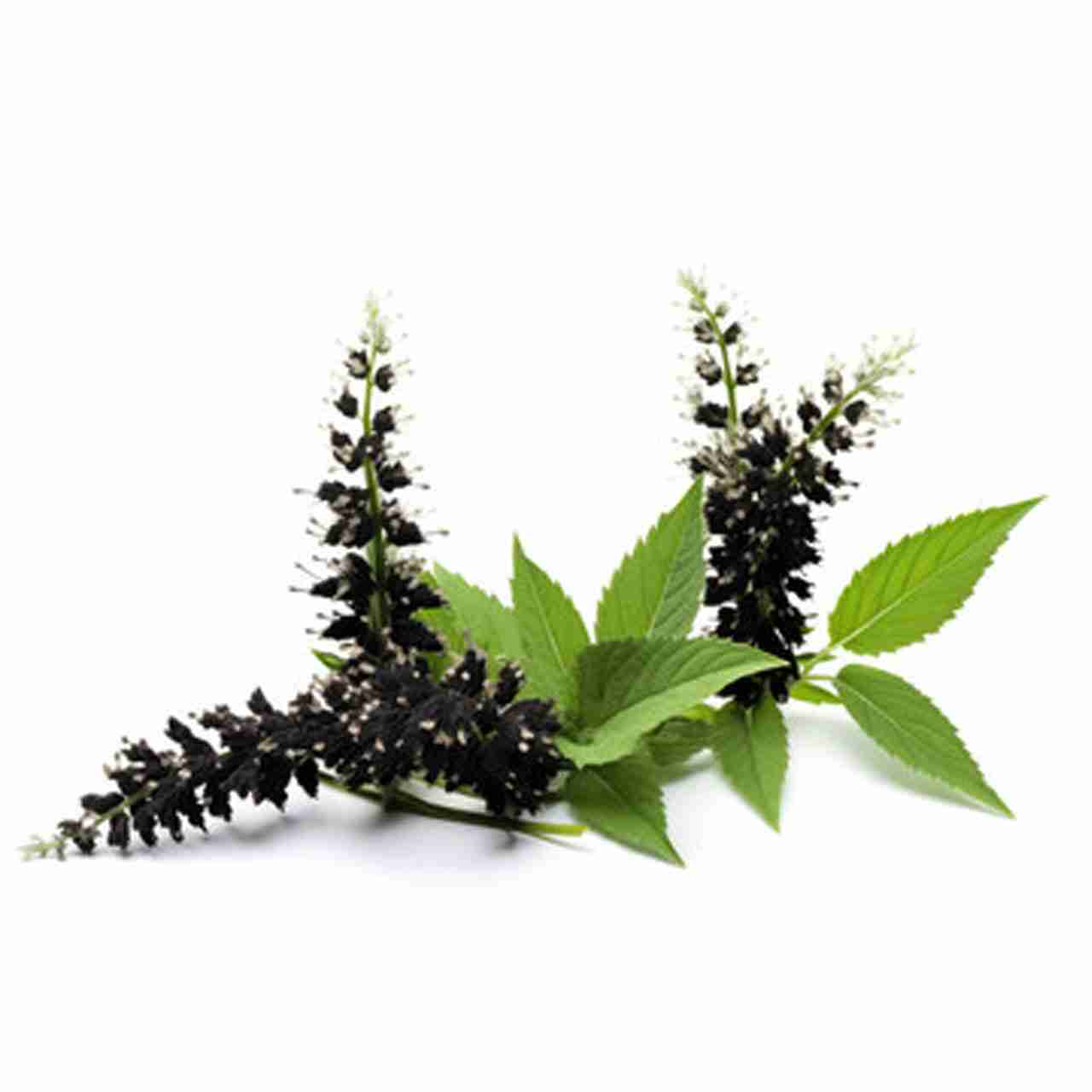 Black Cohosh Root Organic Herbal Tincture/Extract - Image 2
