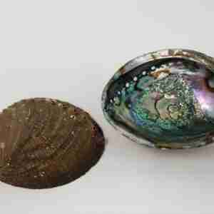 Abalone Shell [Large] 6" - 7"