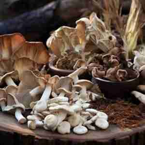 14 Mushrooms Blend [1 oz.]