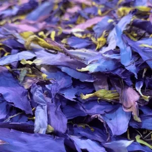 Blue Lotus (Nymphaea Caerulea) [1 oz.]