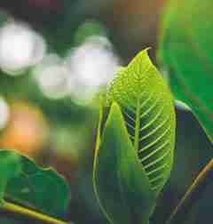 Green Mitra [100g]